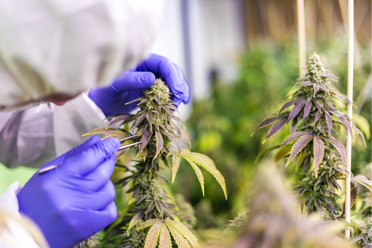 CBD for Anxiety vs CBD for Sleep: When to Use What